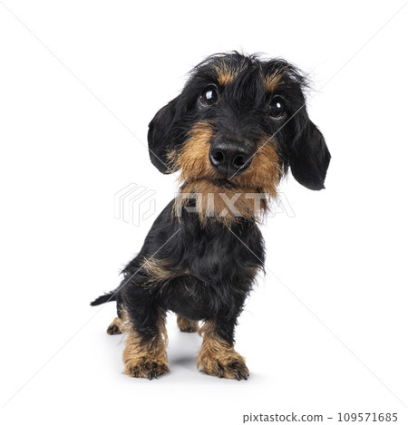 Dachshund dog on white background 109571685