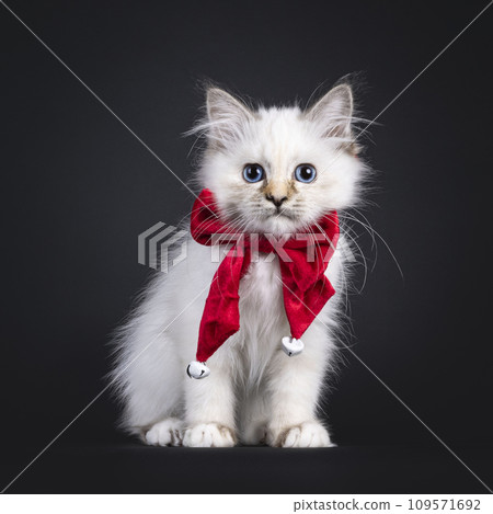 Sacred Birman cat kitten on black 109571692