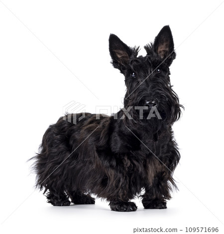 Scottish Terrier dog on white background Scottish Terrier dog on white background 109571696