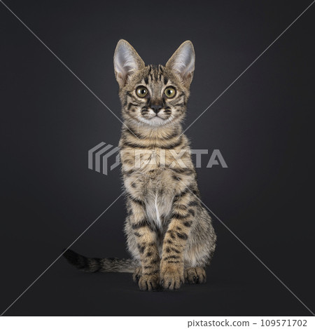 Savannah kitten on black background 109571702