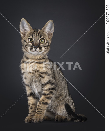 Savannah kitten on black background 109571703