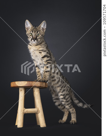 Savannah kitten on black background 109571704