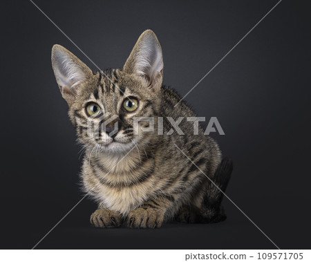 Savannah kitten on black background 109571705