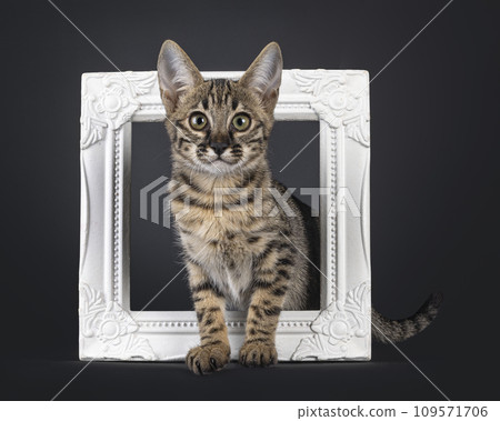 Savannah kitten on black background 109571706