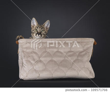 Savannah kitten on black background 109571708