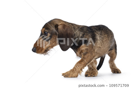 Wirehair Dachshund dog pup on white background Wirehair Dachshund dog pup on white background 109571709