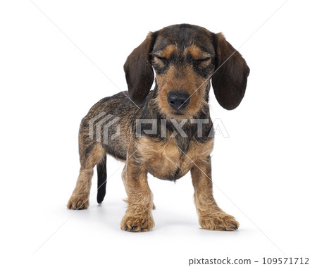Wirehair Dachshund dog pup on white background Wirehair Dachshund dog pup on white background 109571712
