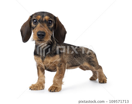 Wirehair Dachshund dog pup on white background Wirehair Dachshund dog pup on white background 109571713