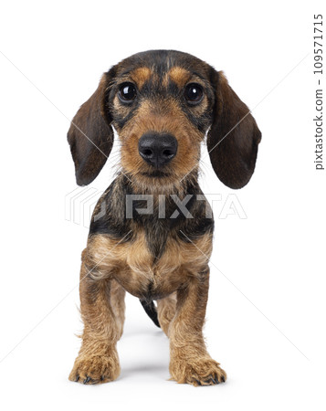 Wirehair Dachshund dog pup on white background 109571715