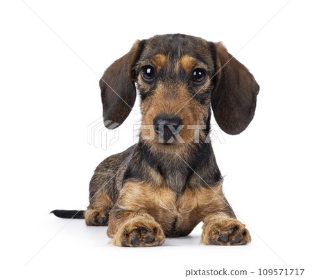 Wirehair Dachshund dog pup on white background Wirehair Dachshund dog pup on white background 109571717