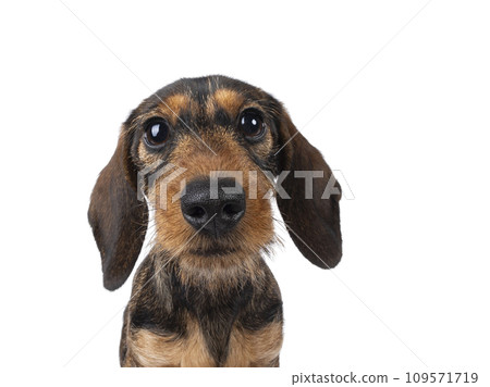Wirehair Dachshund dog pup on white background 109571719