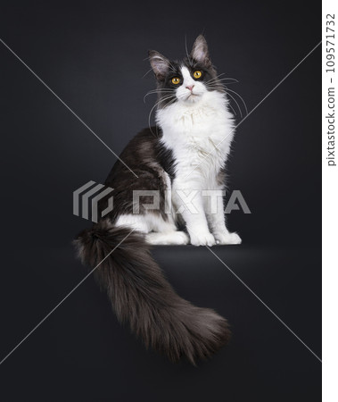Maine Coon cat on black background Maine Coon cat on black background 109571732