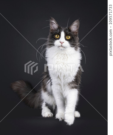 Maine Coon cat on black background Maine Coon cat on black background 109571733