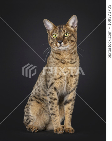 F7 Savannah cat on black background 109571735