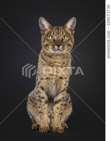 F7 Savannah cat on black background F7 Savannah cat on black background 109571736
