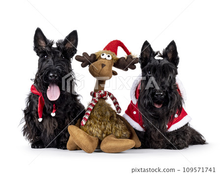 Scottish Terrier dogs on white background Scottish Terrier dogs on white background 109571741