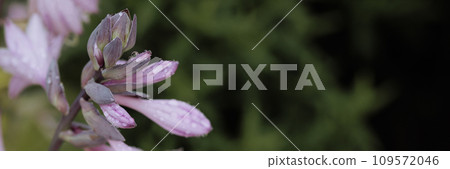 Pink flower with water droplets on green backdround Pink flower with water droplets on green backdround 109572046