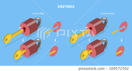 3D Isometric Flat Vector Illustration of Enzymes 109572502