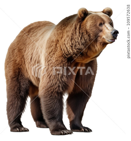 brown bear isolated on transparent background brown bear isolated on transparent background 109572638