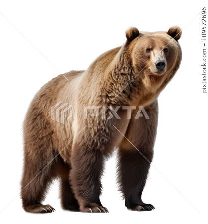 brown bear isolated on transparent background brown bear isolated on transparent background 109572696