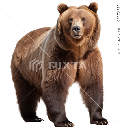 brown bear isolated on transparent background 109572735