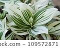 Pistachio White Tradescantia Stripe albiflora variegata House plant 109572871