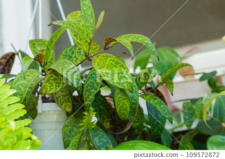 Aeschynanthus marmoratus or Zebra Basket Vine House plant 109572872