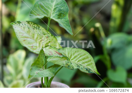 Syngonium Confetti tricolor House plant collection 109572874