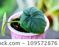 Alocasia melo or Alocasia Rugosa baby plant propagated 109572876