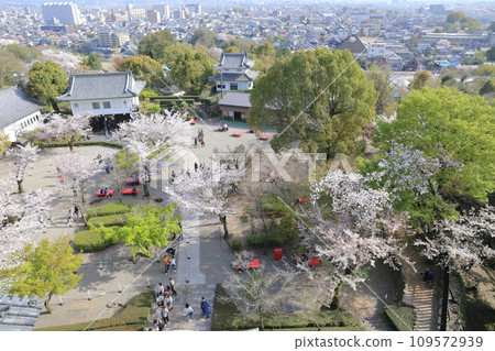 Cherry blossoms around the castle seen from the castle (Inuyama Castle, Inuyama City, Aichi Prefecture) Cherry blossoms around the castle seen from the castle (Inuyama Castle, Inuyama City, Aichi Prefecture) 109572939
