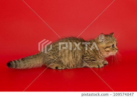 Small striped Scottish kitten stands sideways Small striped Scottish kitten stands sideways 109574847