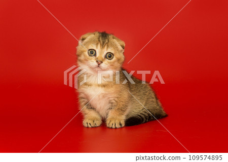 Short-legged, Scottish fold kitten 109574895