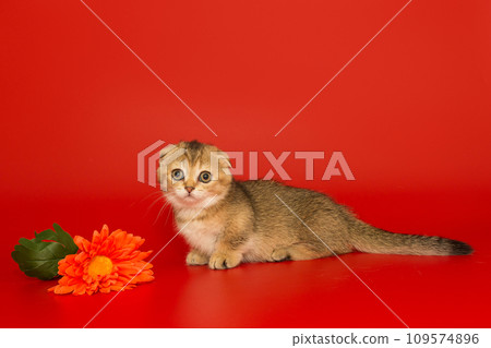 Short-legged, Scottish fold kitten Short-legged, Scottish fold kitten 109574896