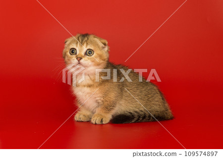 Short-legged, Scottish fold kitten Short-legged, Scottish fold kitten 109574897