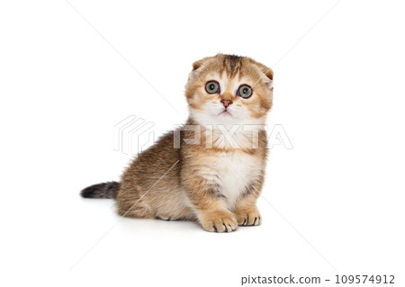 Small and funny Scottish fold kitten Small and funny Scottish fold kitten 109574912