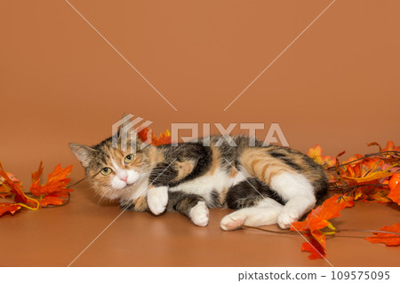 Young tricolor cat 109575095