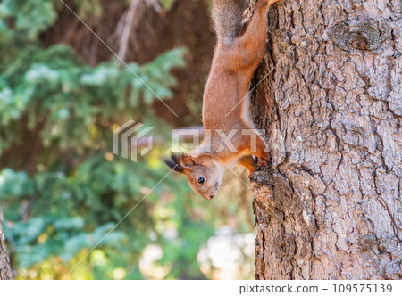 Squirrel sitting upside down on a tree trunk. The squirrel hangs upside down on a tree against colorful blurred background. Close-up. Squirrel sitting upside down on a tree trunk. The squirrel hangs upside down on a tree against colorful blurred background. Close-up. 109575139