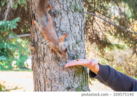 A squirrel in the autumn eats nuts from a human hand. Eurasian red squirrel, Sciurus vulgaris A squirrel in the autumn eats nuts from a human hand. Eurasian red squirrel, Sciurus vulgaris 109575140