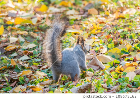 Squirrel in autumn hides nuts on the green grass with fallen yellow leaves Squirrel in autumn hides nuts on the green grass with fallen yellow leaves 109575162