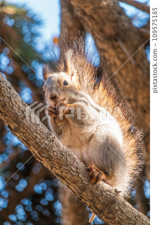 The squirrel with nut sits on tree in the autumn. Eurasian red squirrel, Sciurus vulgaris. The squirrel with nut sits on tree in the autumn. Eurasian red squirrel, Sciurus vulgaris. 109575185
