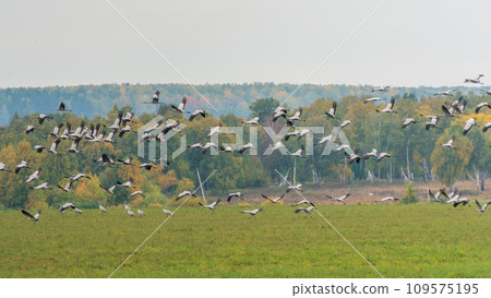 Flying cranes flock against blue sky Flying cranes flock against blue sky 109575195