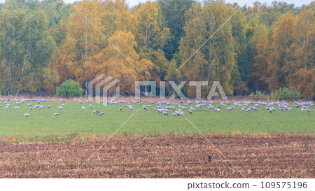 Huge flock of cranes in an early autumn morning in a plowed field Huge flock of cranes in an early autumn morning in a plowed field 109575196