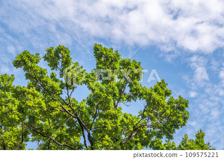 Green oak leaves background. Plant and botany nature texture. green oak leaves in woods 109575221