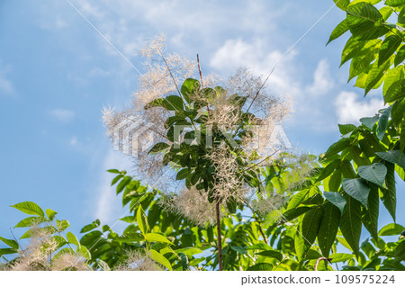 Interesting plant Cotinus coggygria, Rhus cotinus, smoke tree, smoke bush, Venetian sumach 109575224