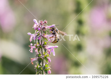 A bee collects pollen on Purple Betony flowers or Betony, Wood Betony, Bishopwort, Bishop's Wort. 109575226