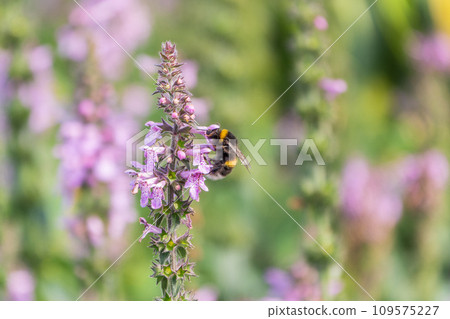 A bee collects pollen on Purple Betony flowers or Betony, Wood Betony, Bishopwort, Bishop's Wort. 109575227