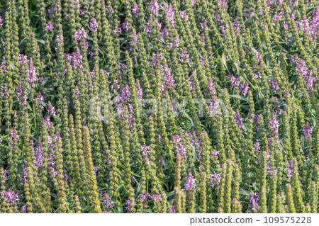 Close up of stachys officinalis, Betonica officinalis foliage. Close up of stachys officinalis, Betonica officinalis foliage. 109575228