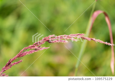 Yellow reed in the field. Bright natural background with sunset. Selective soft focus of beach dry grass and reeds Yellow reed in the field. Bright natural background with sunset. Selective soft focus of beach dry grass and reeds 109575229