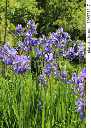 Blooming blue irises in a flowerbed 109575347