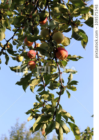 Branch of an apple tree with fruits in the garden Branch of an apple tree with fruits in the garden 109575348